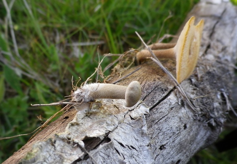Due diversi polypori (Polyporus arcularius)